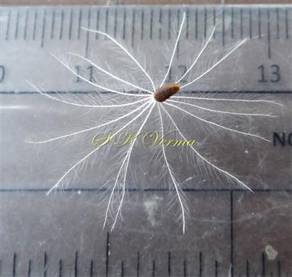  Cypsela with pappus